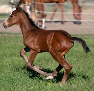 Brilliant Invader/Family Ties filly
