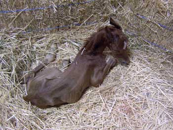 hewey premature foal