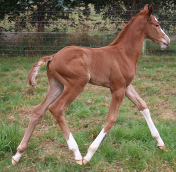 Brilliant Invader/Family Ties filly